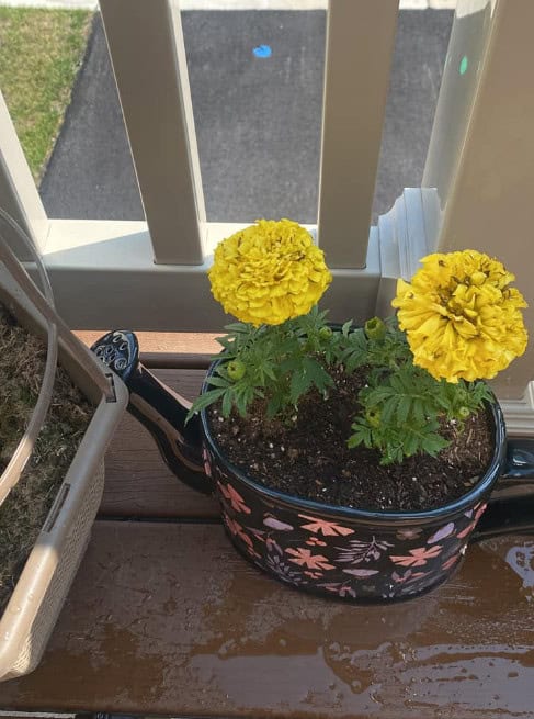 yellow marigold flowers growing in small patio container on balcony railing