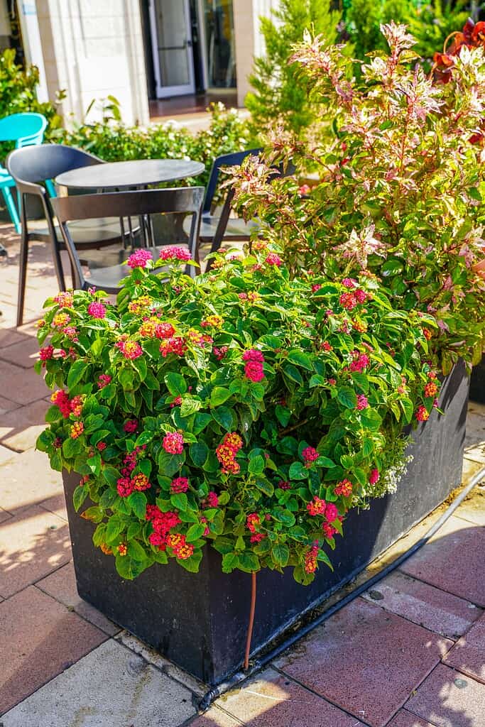 full sun container with lantana flowers in patio planter