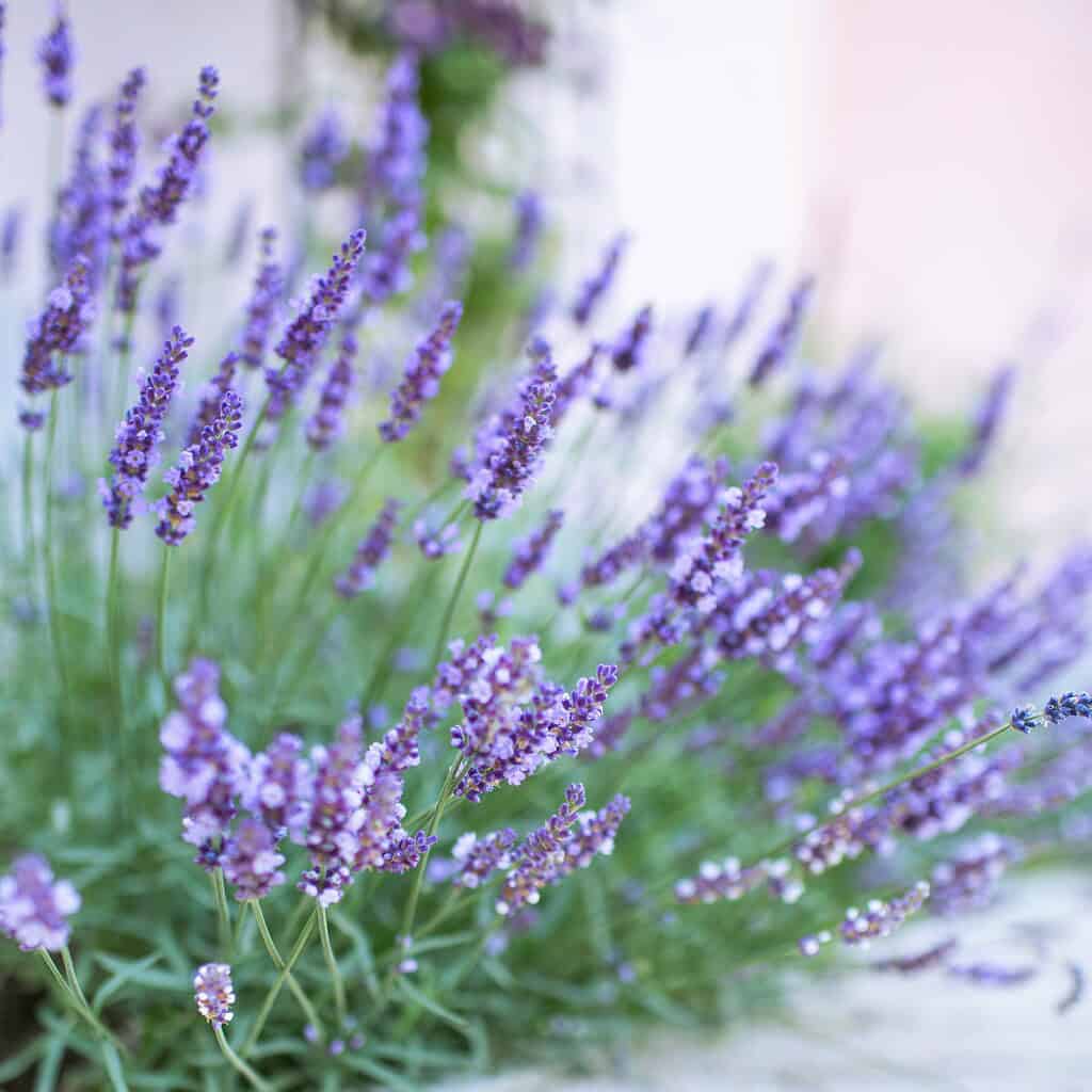 lavender flowers growing in a full sun container garden