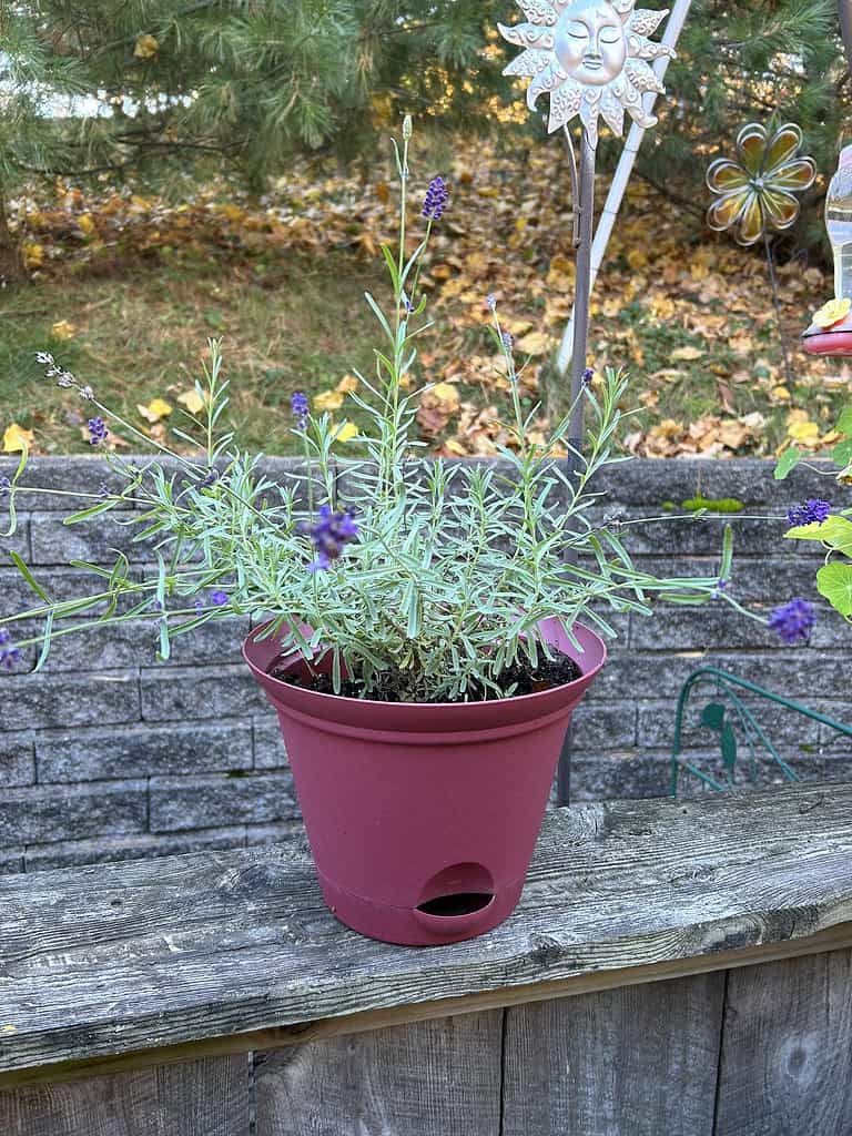 lavender plant growing in patio container with purple blooms