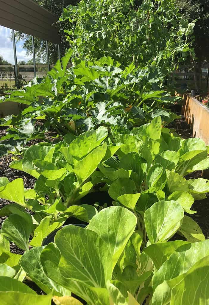 Healthy leafy greens and fast-growing vegetables for April planting.