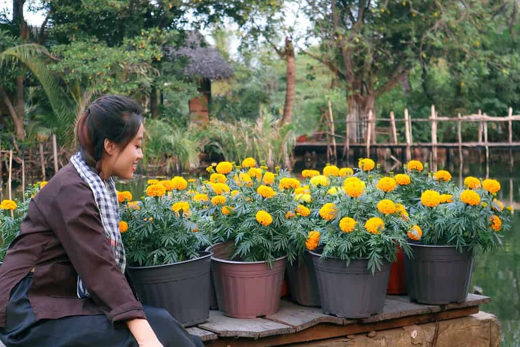 marigolds in full sun container pots on garden patio