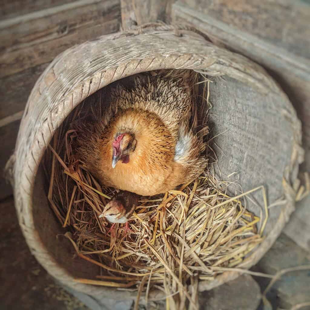 Hen sitting in a nesting box with chick inside a rustic chicken coop