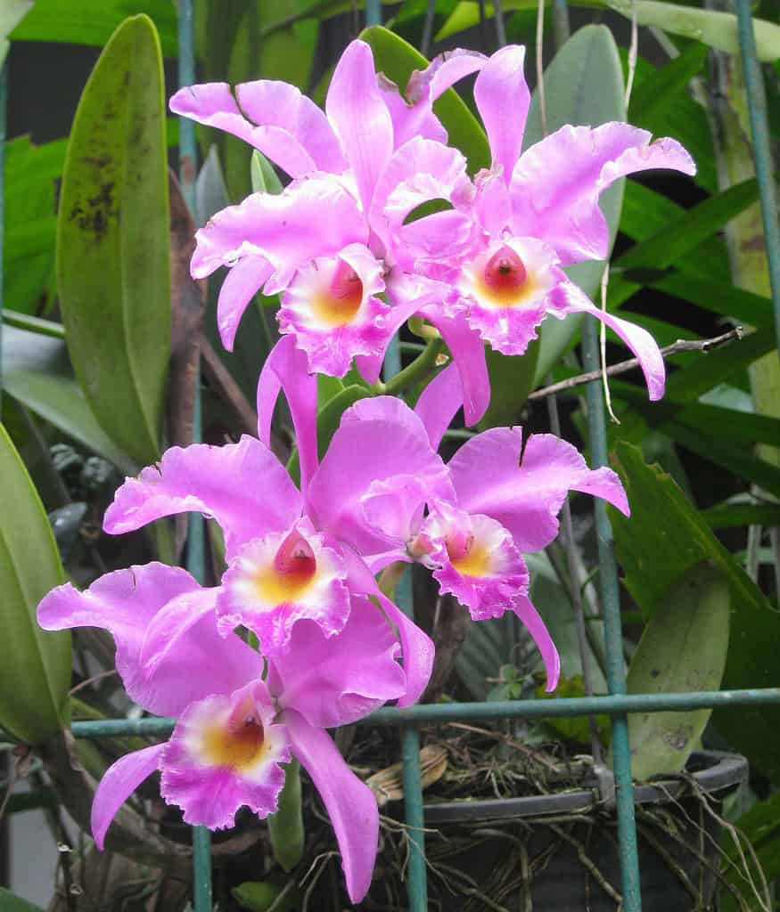 Bright pink Cattleya orchids with ruffled petals and yellow throats blooming in a cluster, surrounded by long green leaves in a garden setting.