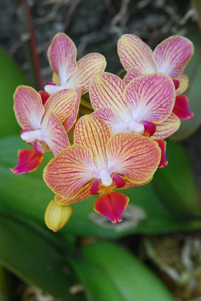 Yellow and pink Phalaenopsis orchids with red veining and magenta centers blooming in a small cluster against green foliage.
