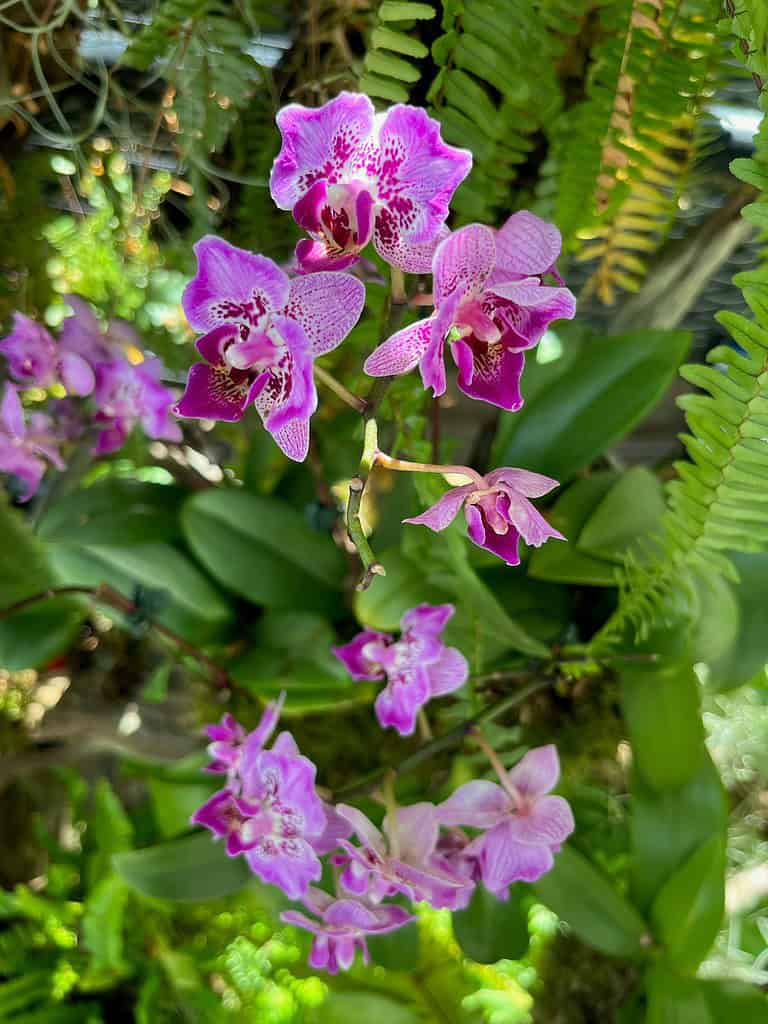 Pink and purple Phalaenopsis orchids with speckled petals blooming on an arching stem, surrounded by lush green leaves and hanging fern fronds.