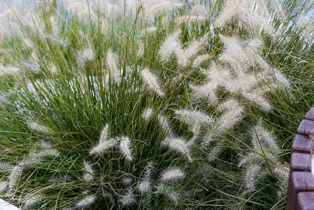 ornamental fountain grass in full sun container garden