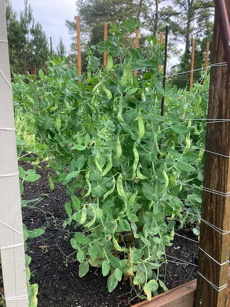 pea plants growing on trellis in a backyard vegetable garden in spring