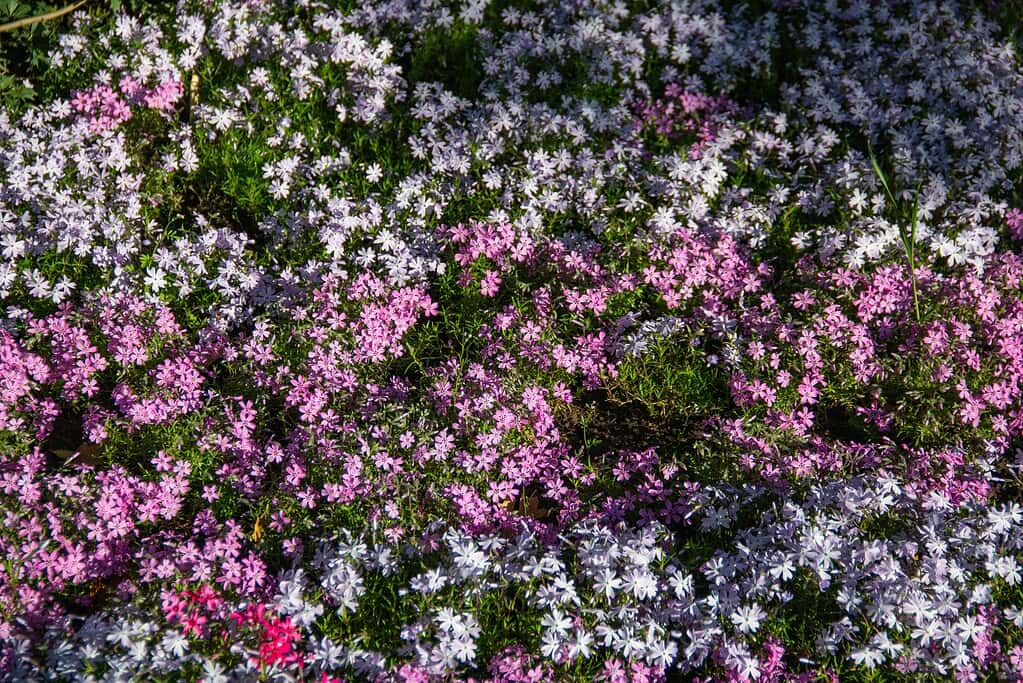 pink and white creeping thyme flowers forming a colorful ground cover in a garden