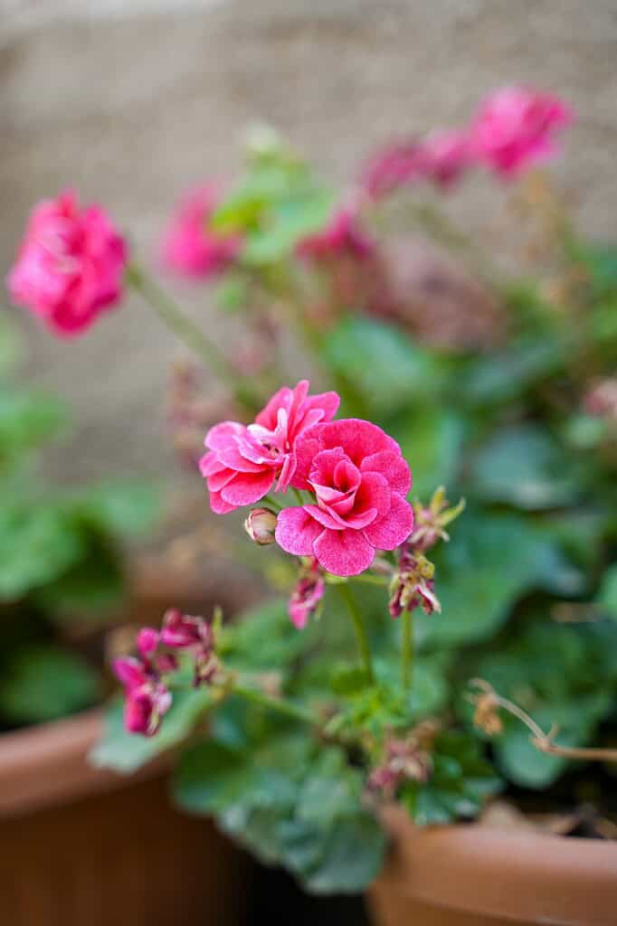 pink geranium flower in full sun container pot
