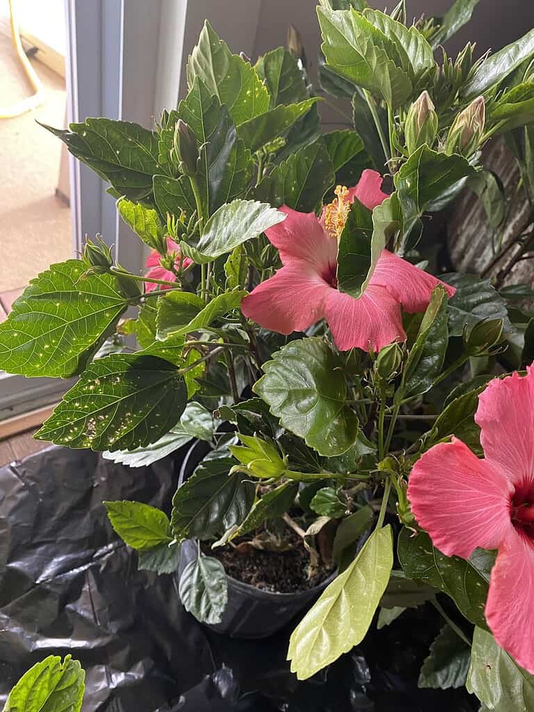 pink hibiscus flowers growing in patio container with green leaves