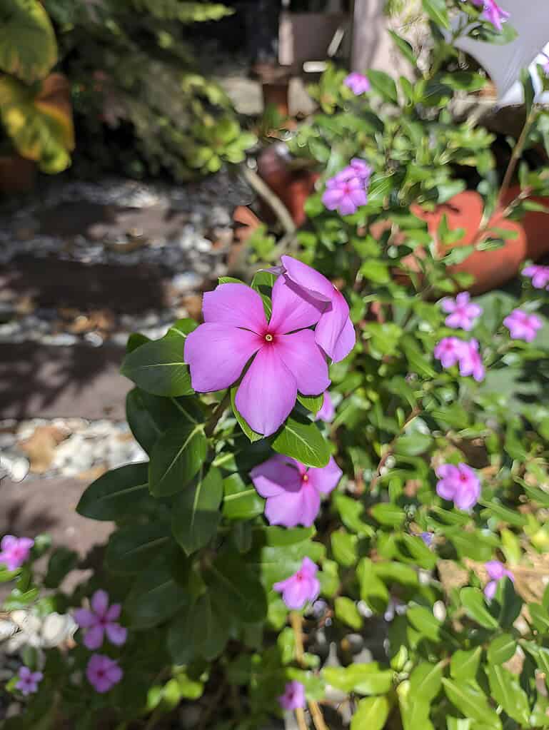 pink vinca flower in full sun container garden