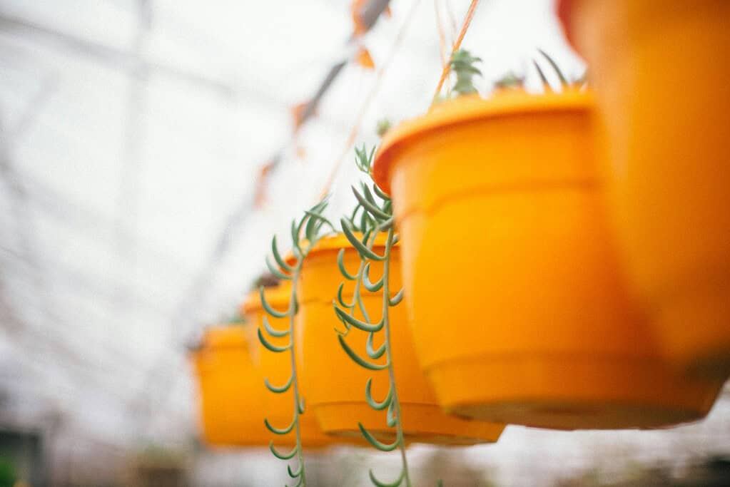 Bright orange hanging garden plastic pots with trailing succulent plants, arranged in a row with a soft blurred background.