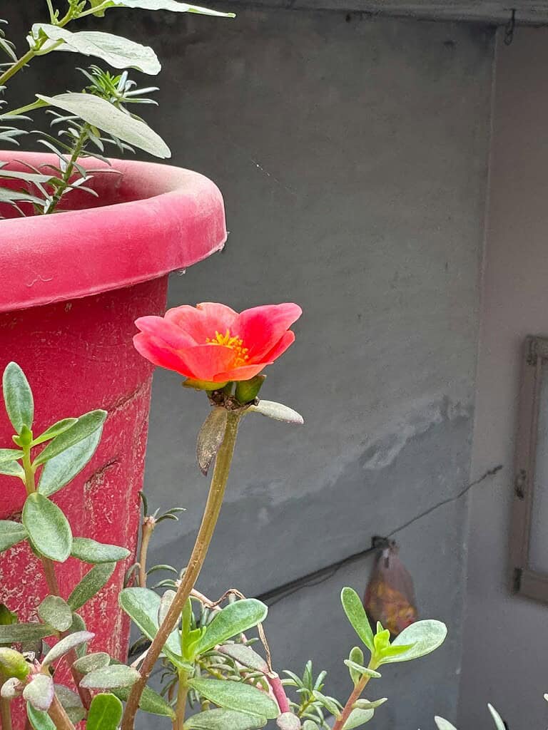portulaca moss rose flower in full sun container pot