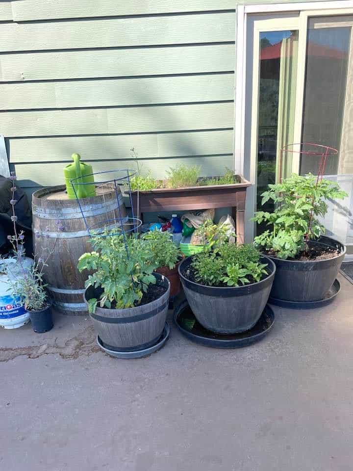 Vegetable plants growing in large barrel-style garden pots on a patio, with a wooden planter box and gardening supplies nearby.