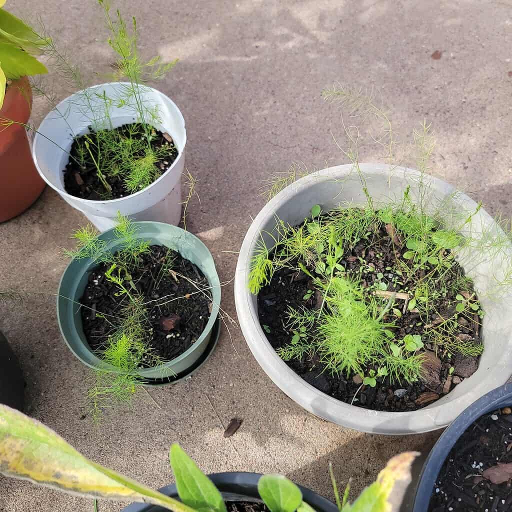 Small garden pots on a concrete surface with young feathery green seedlings growing in dark soil, arranged in white, green, and gray containers under natural sunlight.