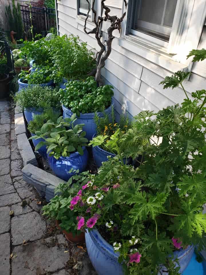 Lush herbs and flowers growing in blue ceramic garden pots, arranged along a stone pathway beside a house.