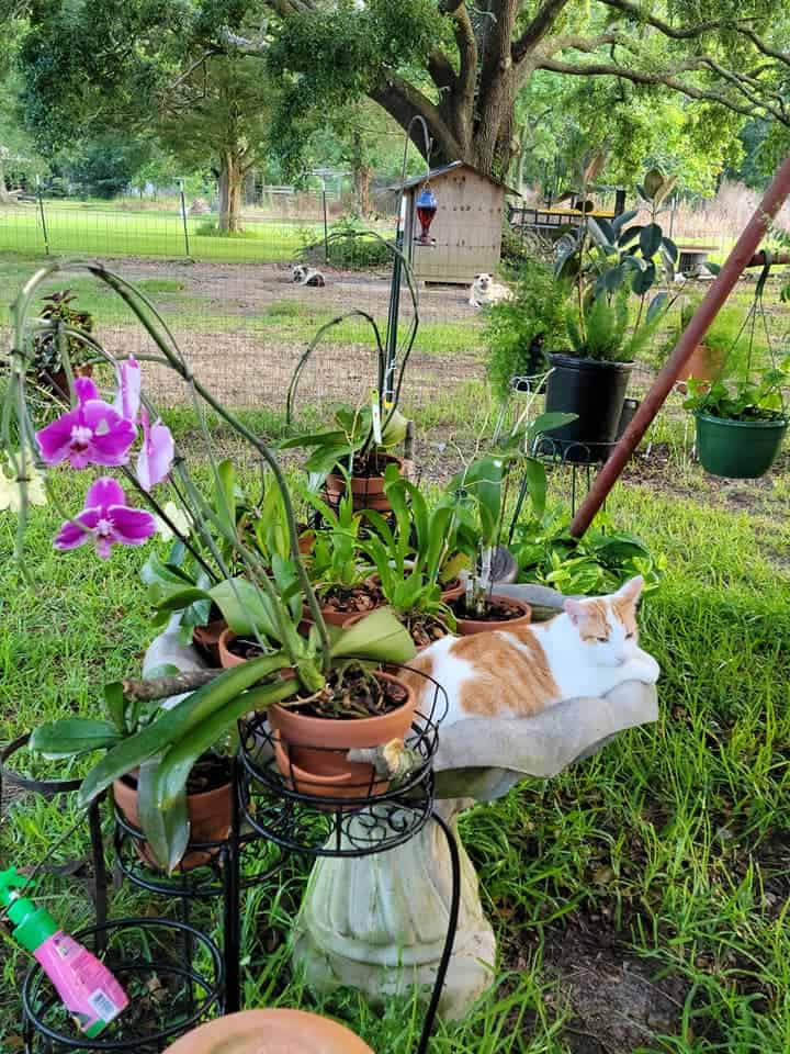 Several potted orchids arranged on metal plant stands outdoors, with pink orchid blooms and a white and orange cat resting in a stone planter beside the plants.
