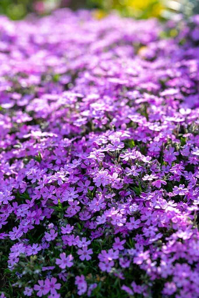 purple creeping thyme flowers forming a dense ground cover in a sunny garden bed