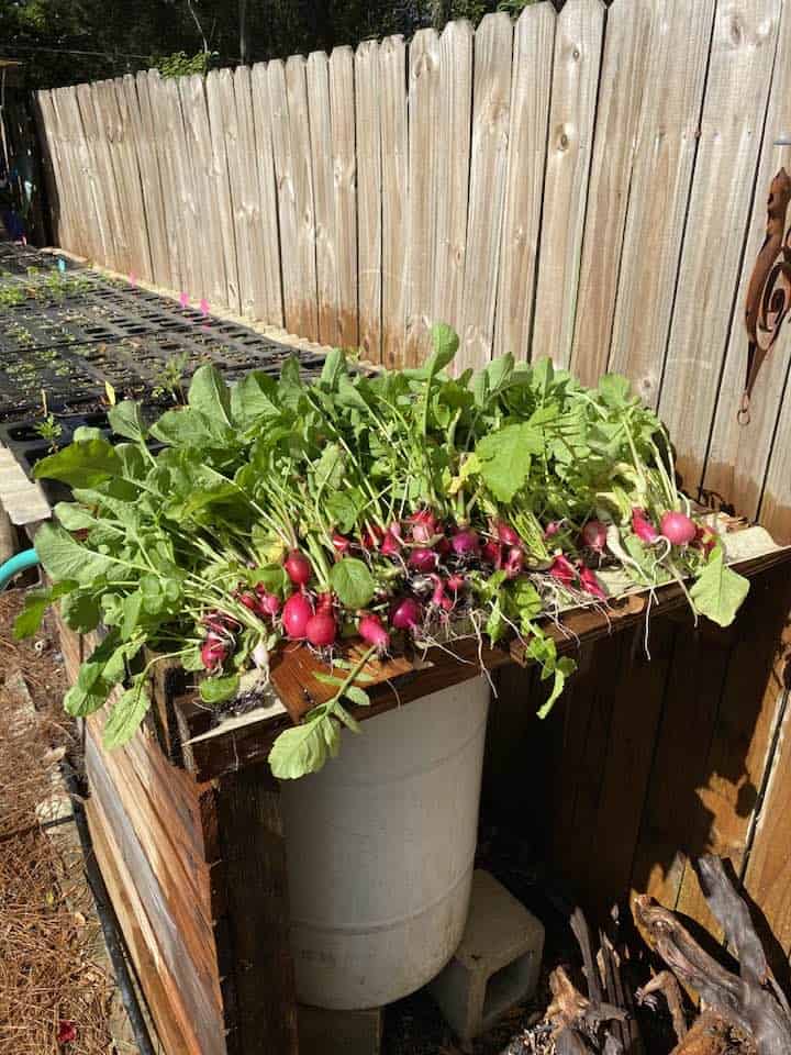 freshly harvested radishes from a backyard garden bed in early spring