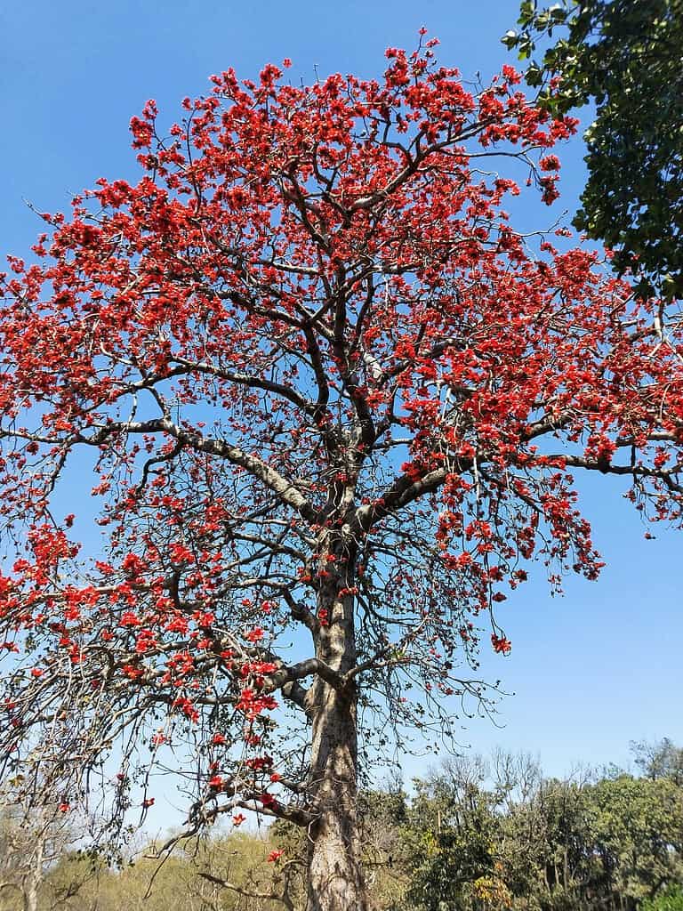 red buckeye tree with bright red spring flowers against a blue sky