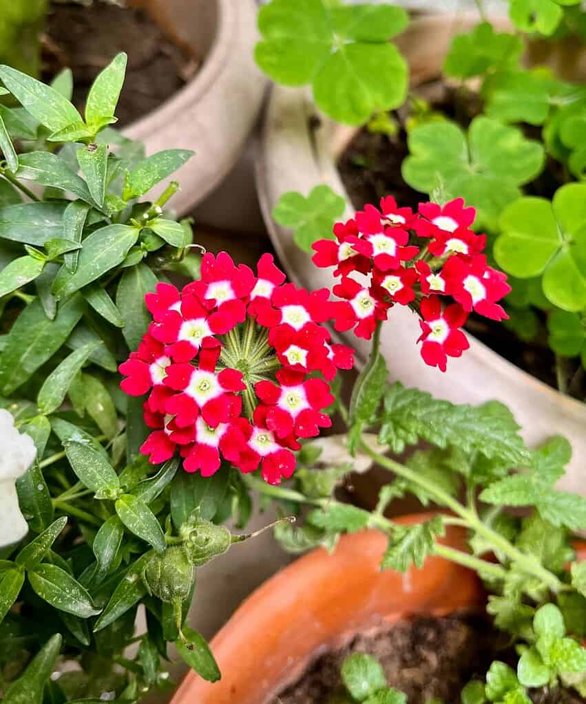red verbena flowers in full sun container pot