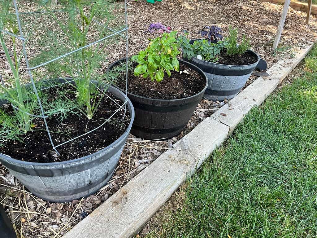 Herbs and vegetables growing in large barrel-style garden pots, arranged along a mulched garden bed beside a grassy lawn.
