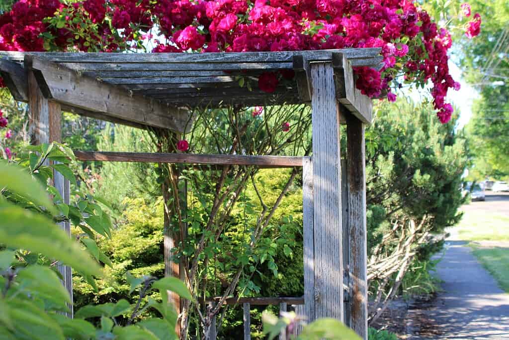 Wooden garden arbor covered with climbing roses along a shaded pathway
