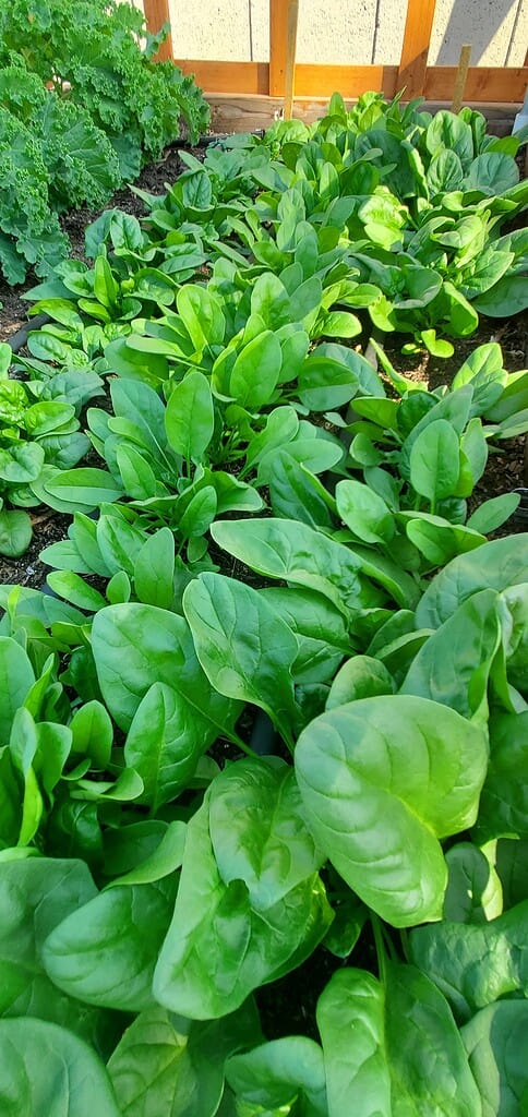 young baby spinach plants growing densely in a garden bed with bright green tender leaves ready for harvest
