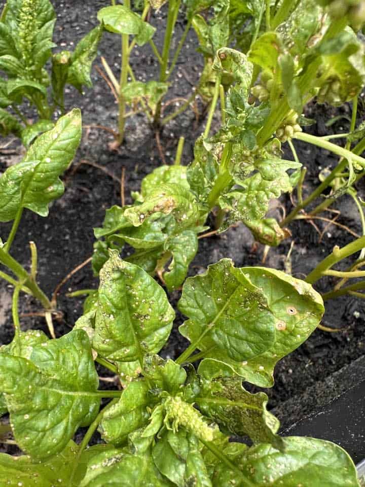 spinach plant with damaged leaves showing spots and curling from pest or disease in a garden bed