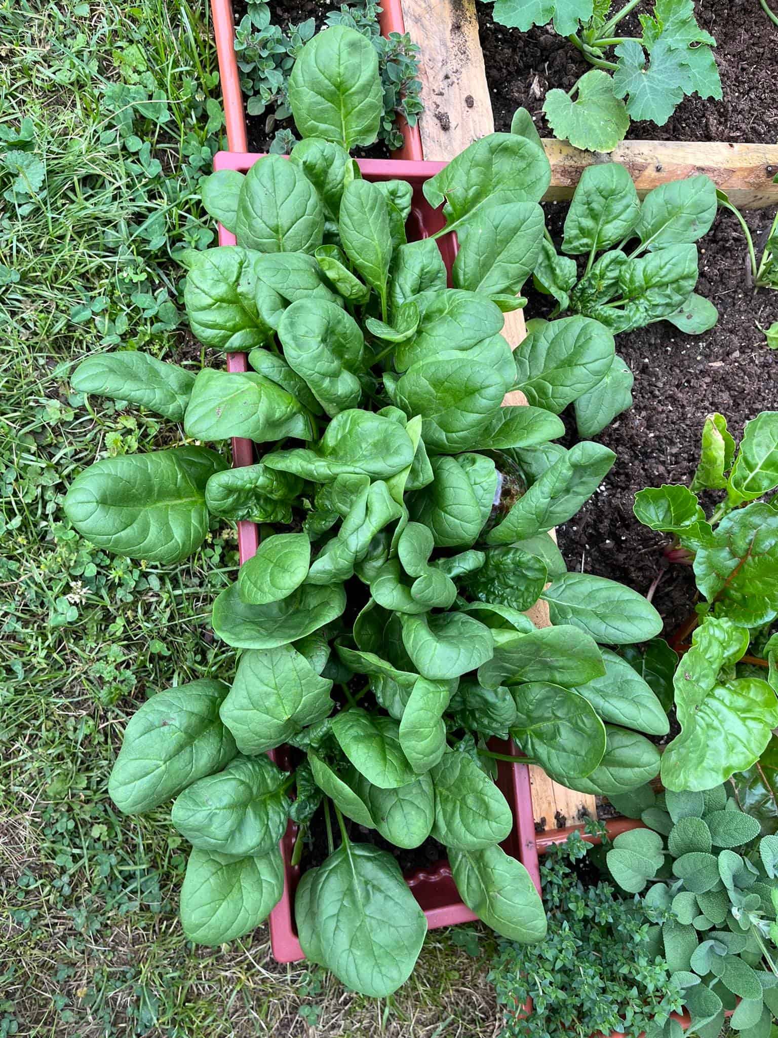 lush spinach plants growing densely in a small raised garden bed with rich soil and surrounding herbs, viewed from above