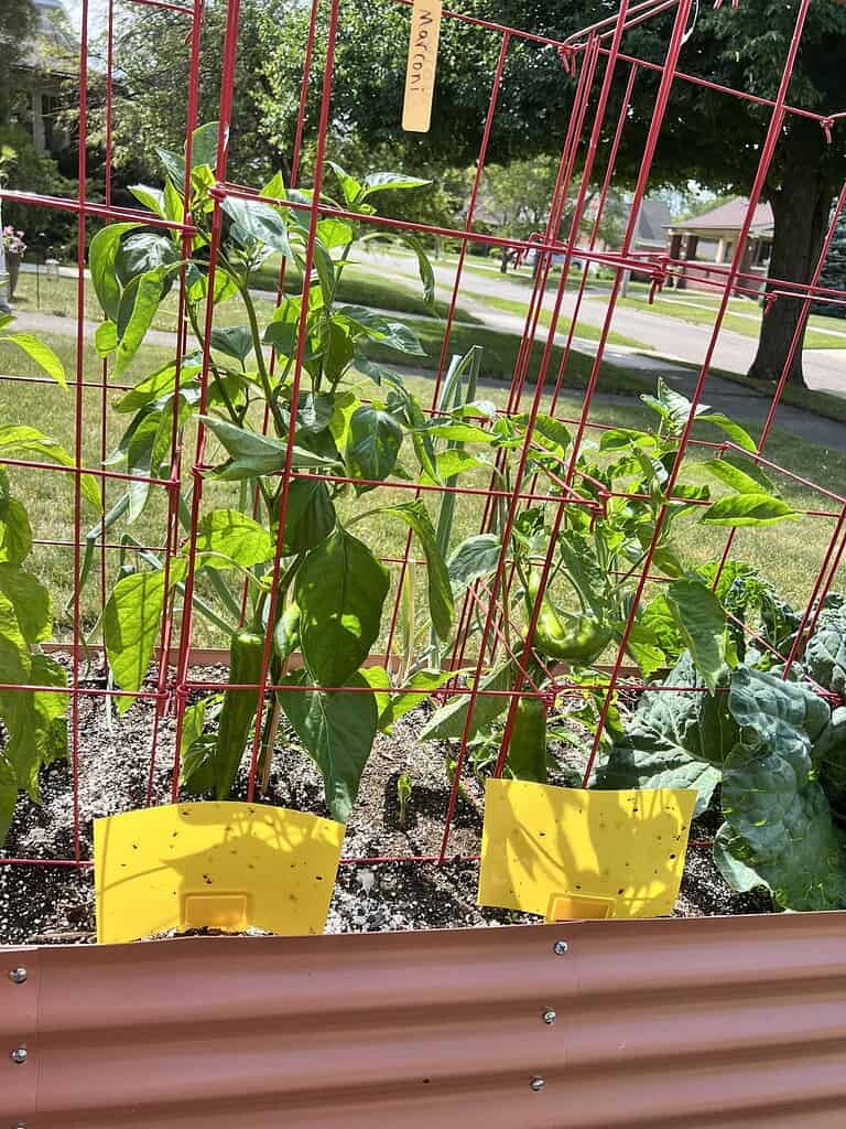 Yellow sticky traps catching fungus gnats in a vegetable garden
