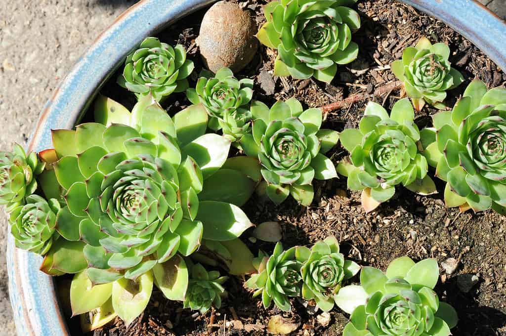 green succulent plants in patio container with rosette shapes