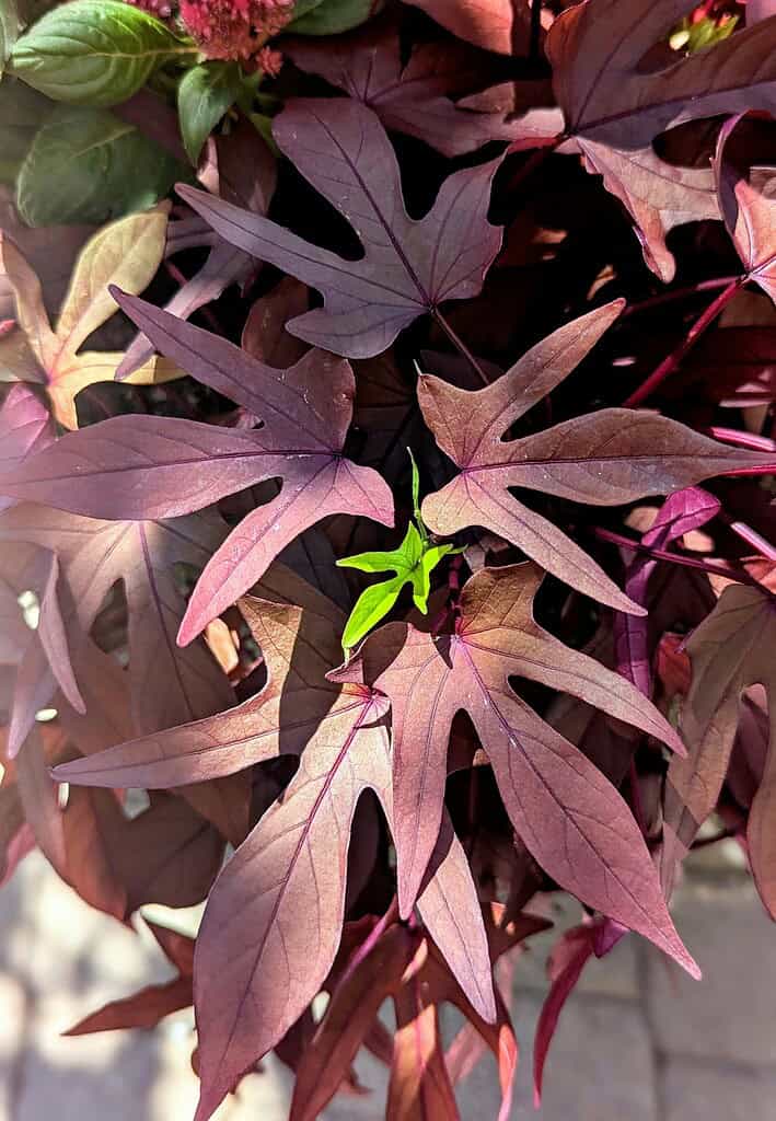 sweet potato vine foliage in full sun container garden