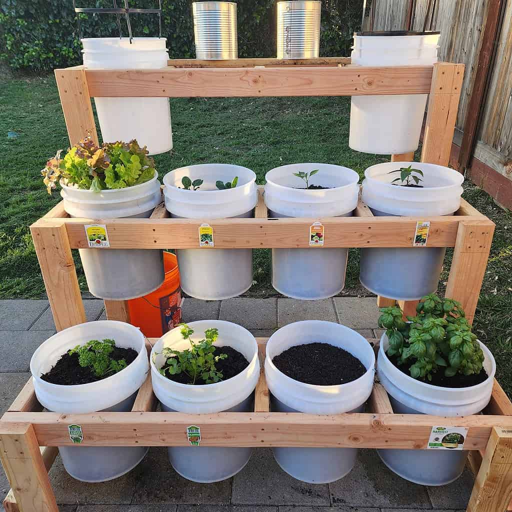 tiered wooden stand with buckets used for growing herbs and vegetables