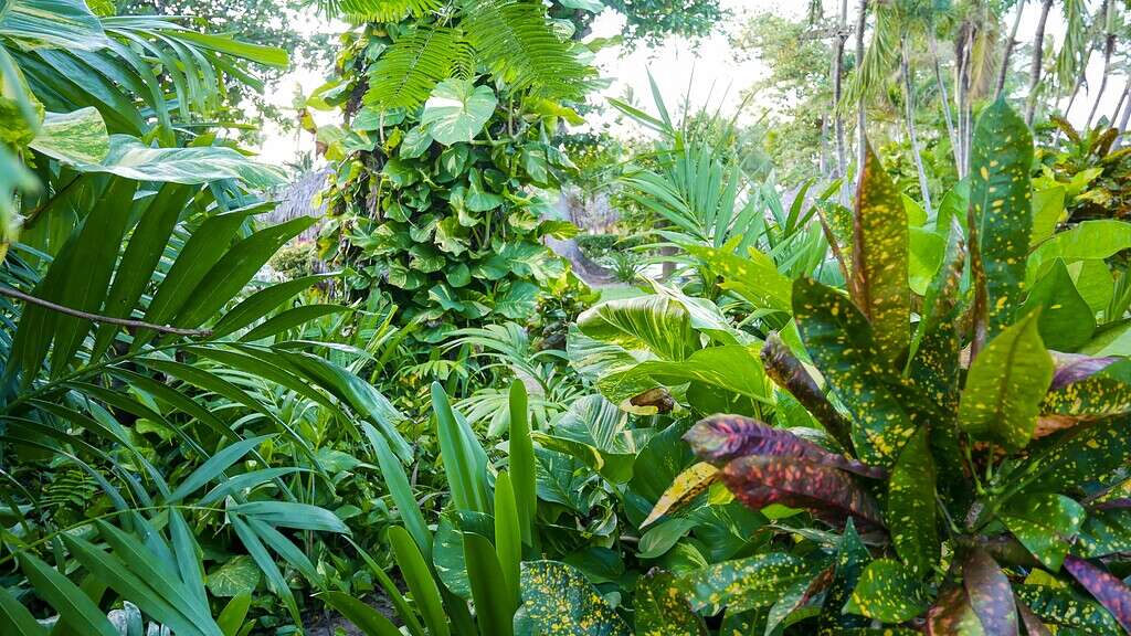 Lush tropical shade garden with dense green foliage, large leaves, and layered plants creating a jungle-like backyard oasis