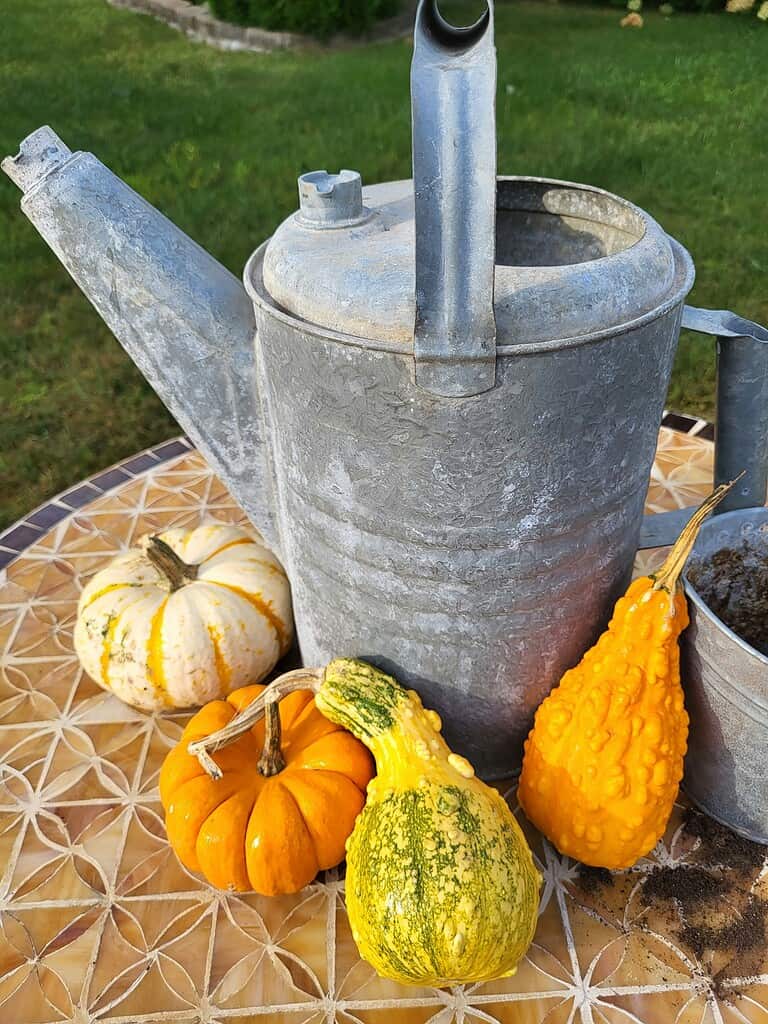 A metal watering can sitting on a table outdoors, surrounded by a variety of decorative squash and gourds in different shapes and colors.
