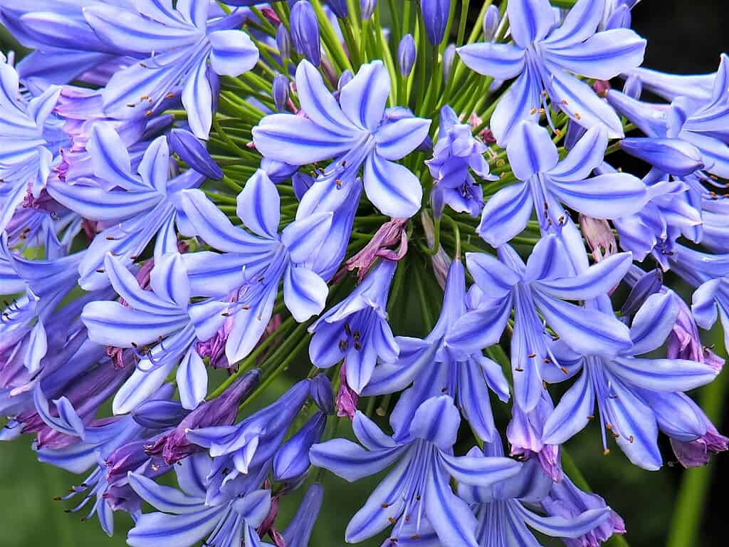 Cluster of light purple agapanthus flowers in bloom

