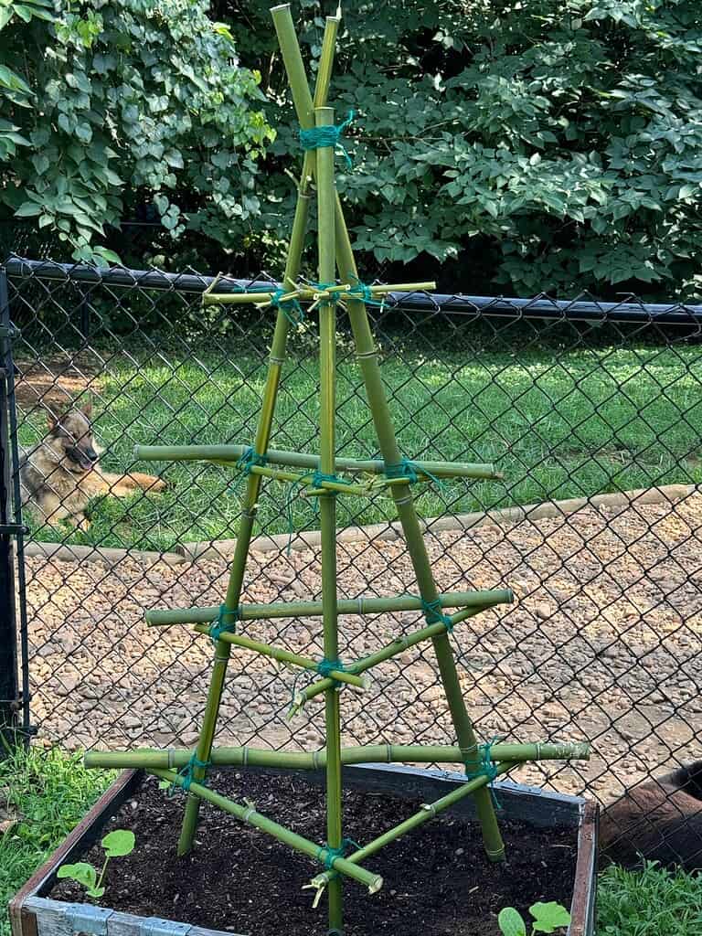 DIY bamboo garden trellis tower in raised bed for climbing plants