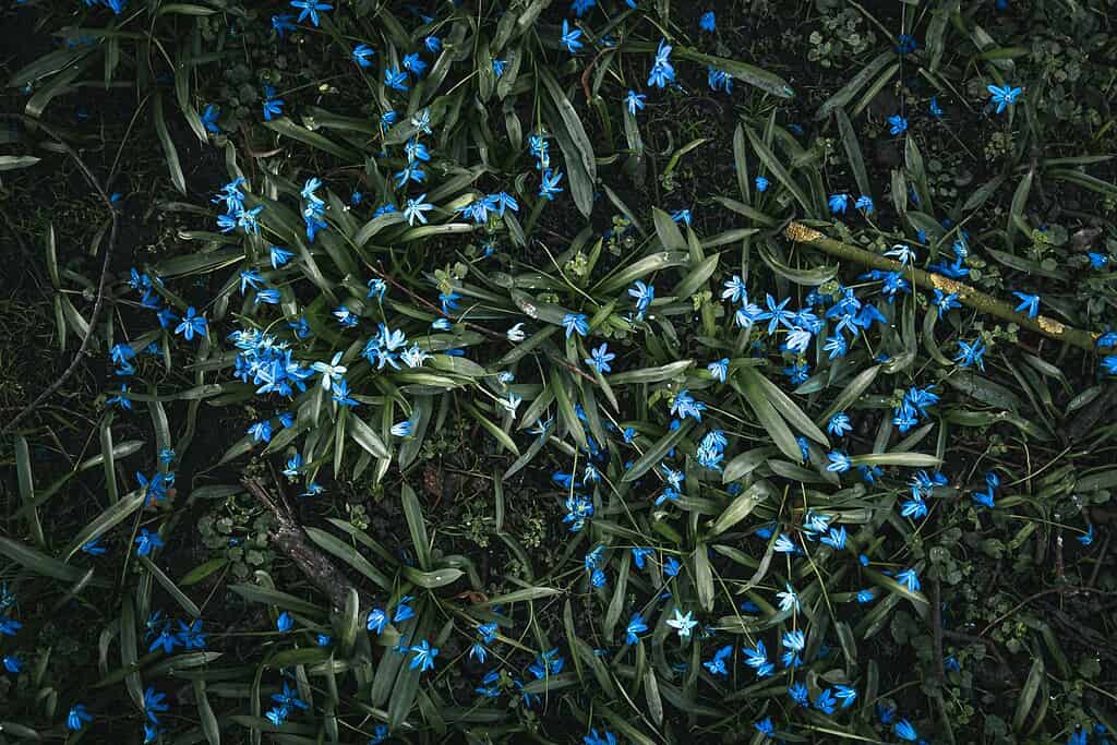 Blue star-shaped flowers scattered among narrow green leaves forming a natural ground cover.
