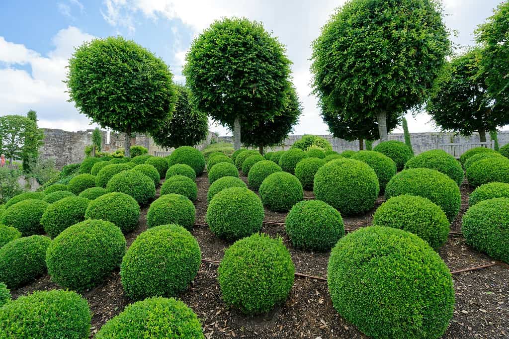Neatly arranged round boxwood shrubs in a formal garden with tall trees behind them
