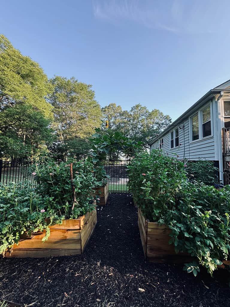 Raised garden beds with lush green plants and flowers beside a house, under a clear blue sky.
