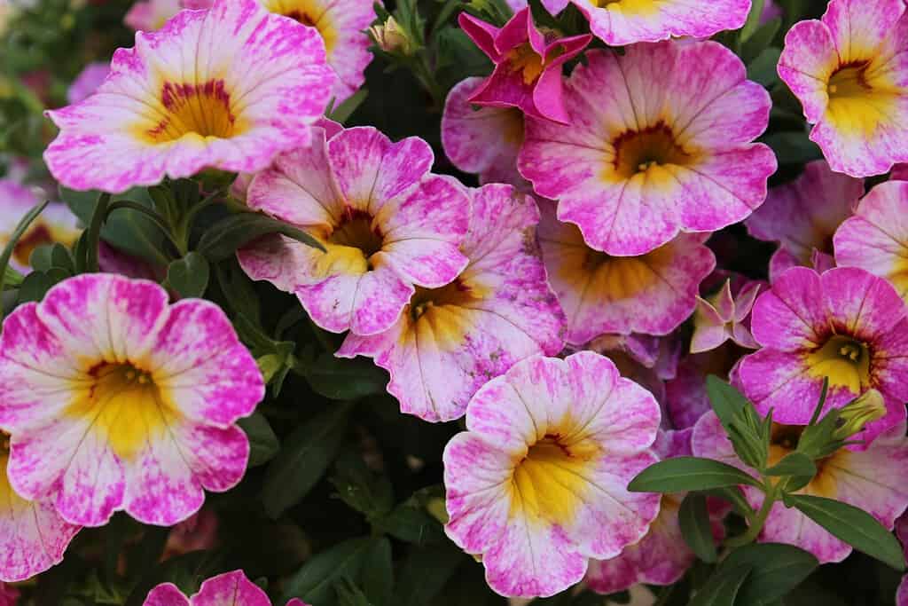 Cluster of pink and yellow Calibrachoa flowers with green leaves
