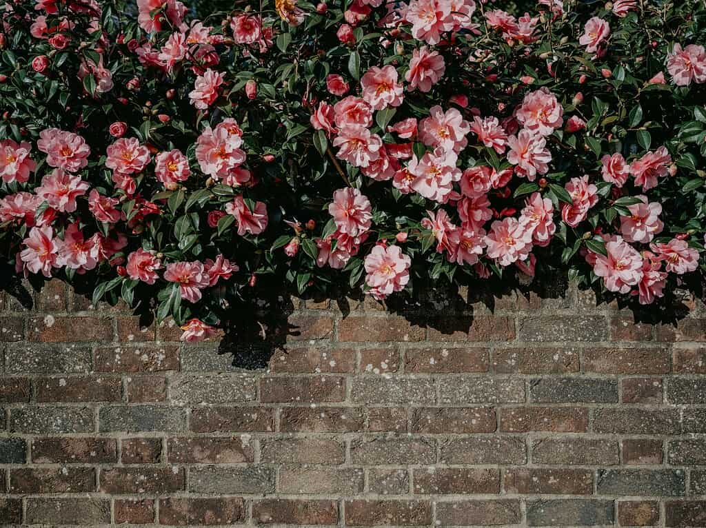Pink flowering shrub growing over a brick wall
