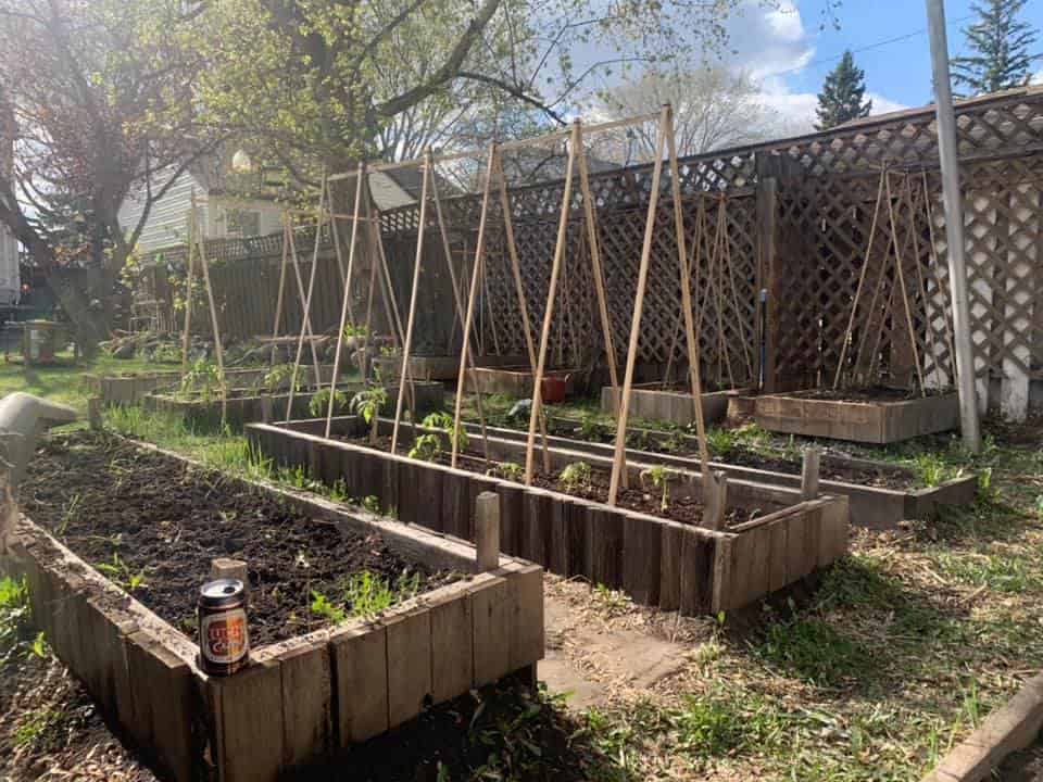 Raised garden beds with wooden trellis supports for climbing vegetables in backyard garden