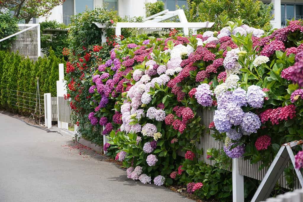 Colorful hydrangea bushes in bloom along a residential fence beside a sidewalk