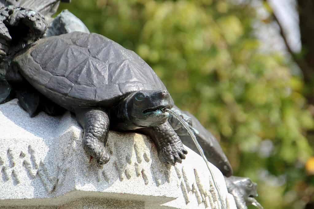 Outdoor water fountain with turtle statue spouting water in a garden setting
