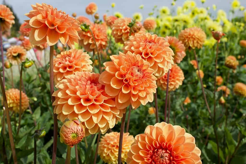 Cluster of orange dahlia flowers blooming in a garden
