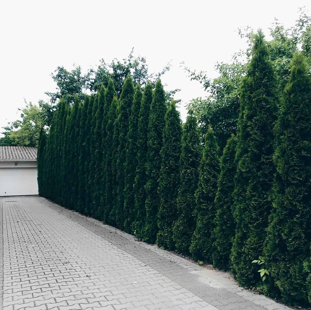 Tall, dense evergreen hedge lining a paved driveway