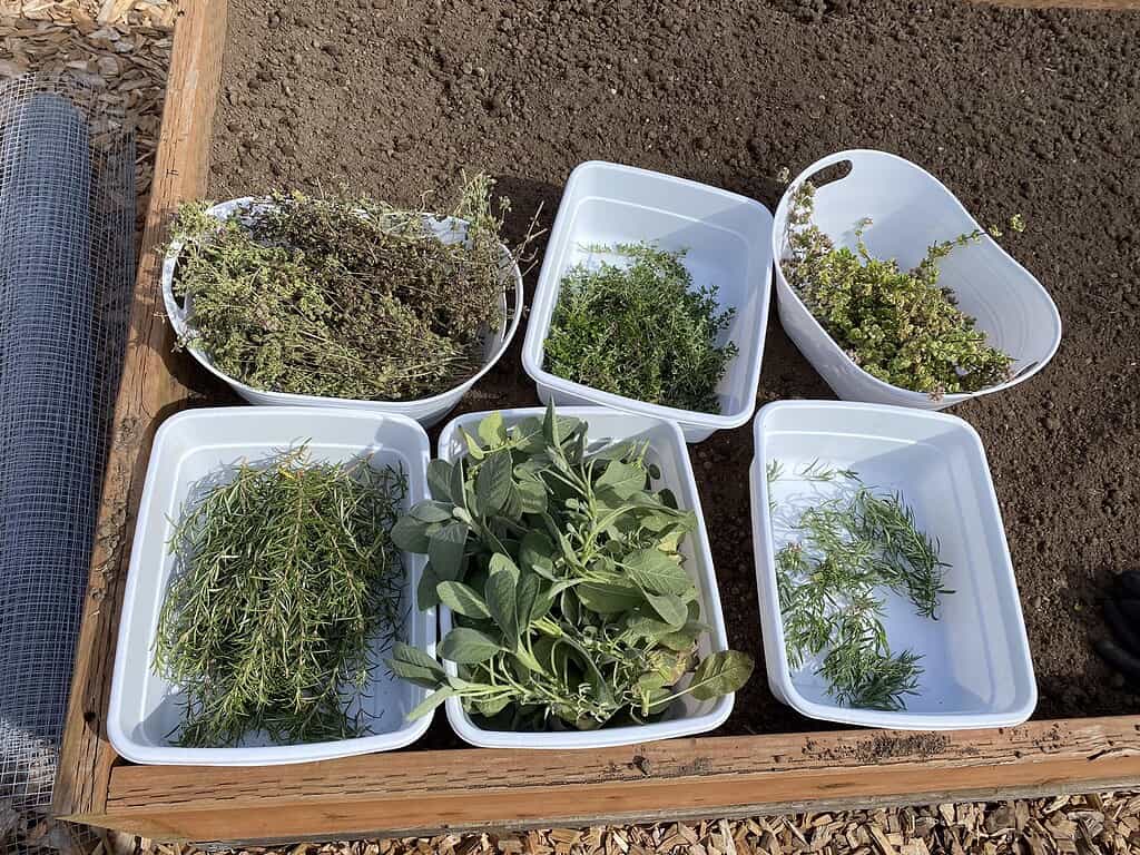 Freshly harvested herbs arranged in trays, ready to be dried and stored as dry herbs
